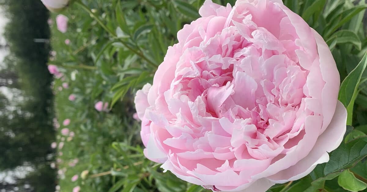 Alaska Peony Farm For Sale, Over 1400 Peonies, Talkeetna AK 250k