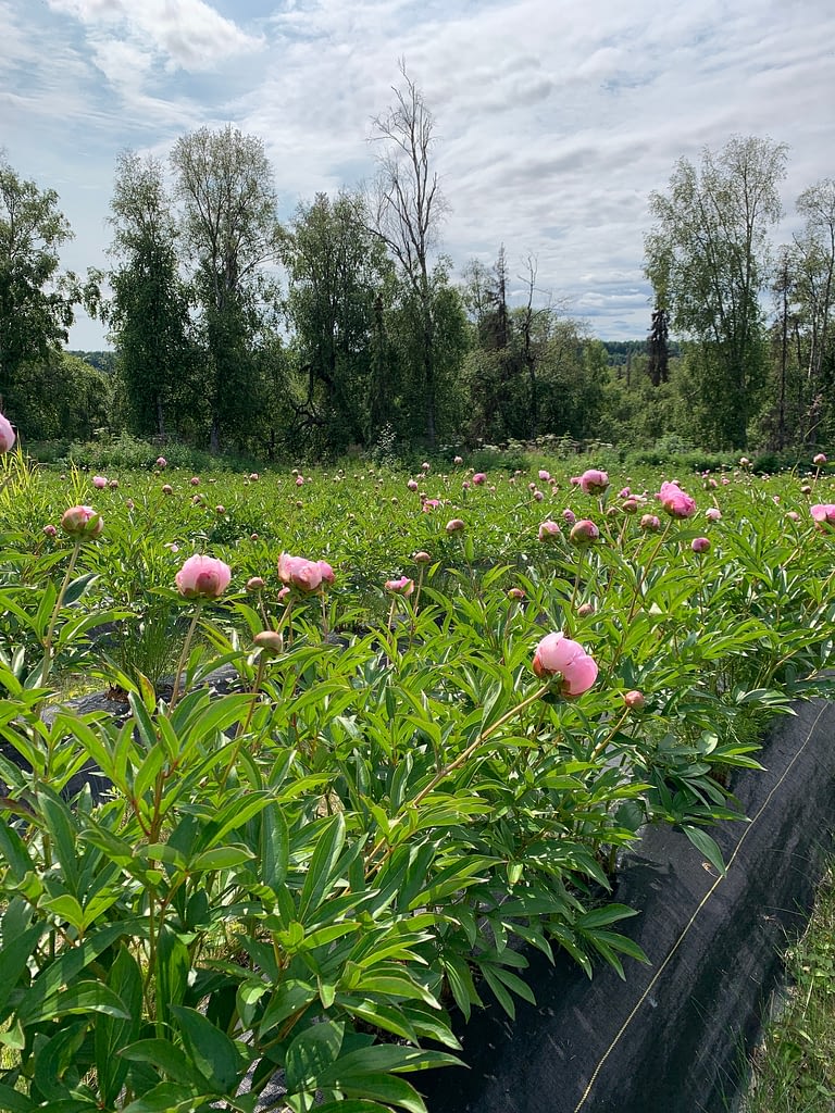 Peony-Fields - Remote Properties Alaska Alaska Peony Farm For Sale